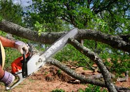 Trusted Lake Andes, SD Tree Removal and Landscaping Services Experts